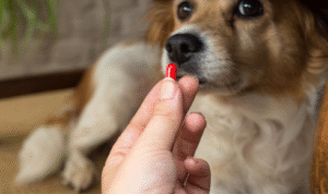 5 Supplements That Support Your Pet’s Health