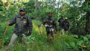 Sarkari Naukri Van Vibhag: Forest Department Jobs and How to Apply Online